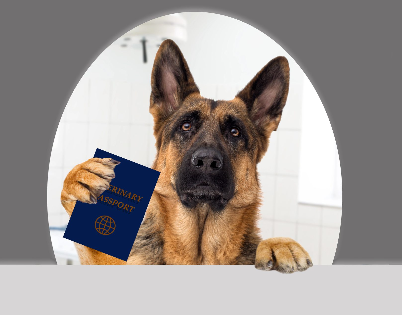 image Britain cancels extra border checks for animals ahead of UK-EU deal