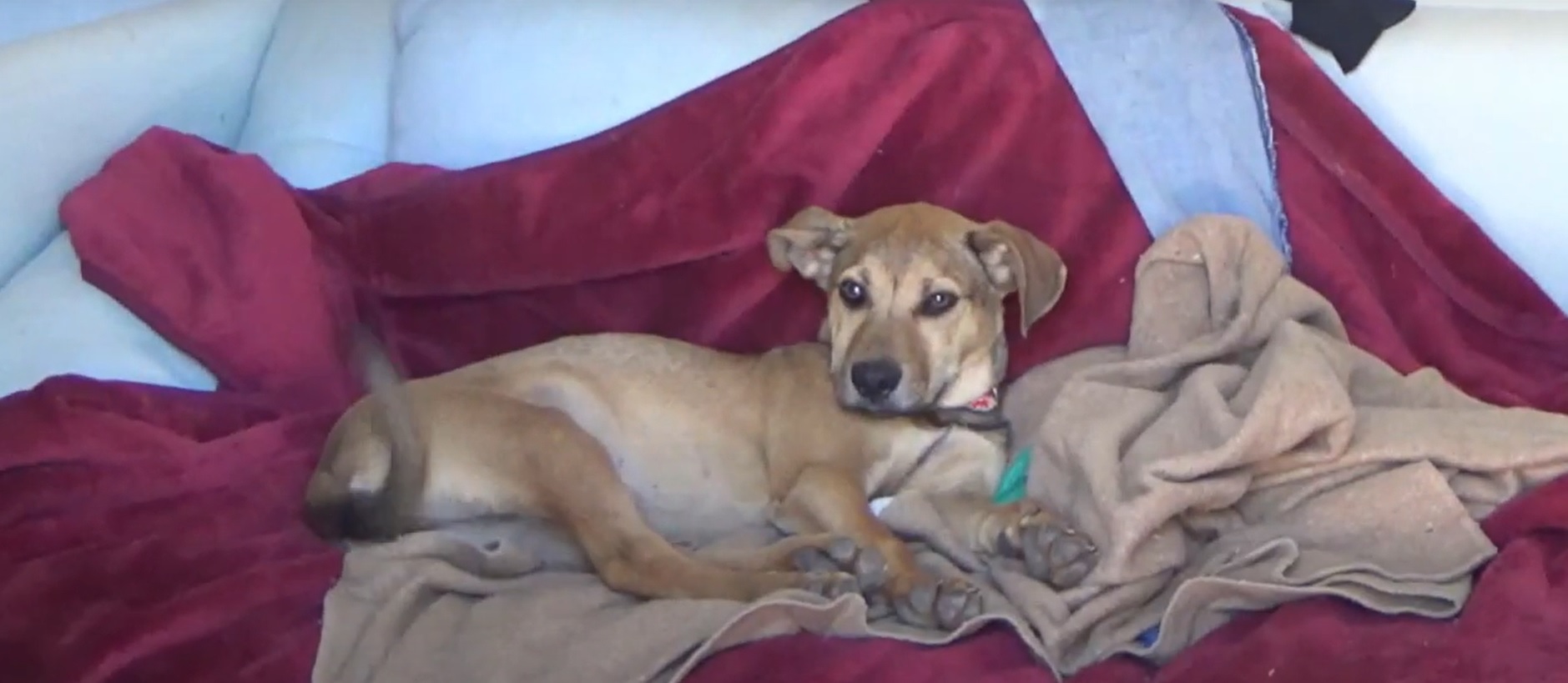 image Life at a Nicosia dog shelter